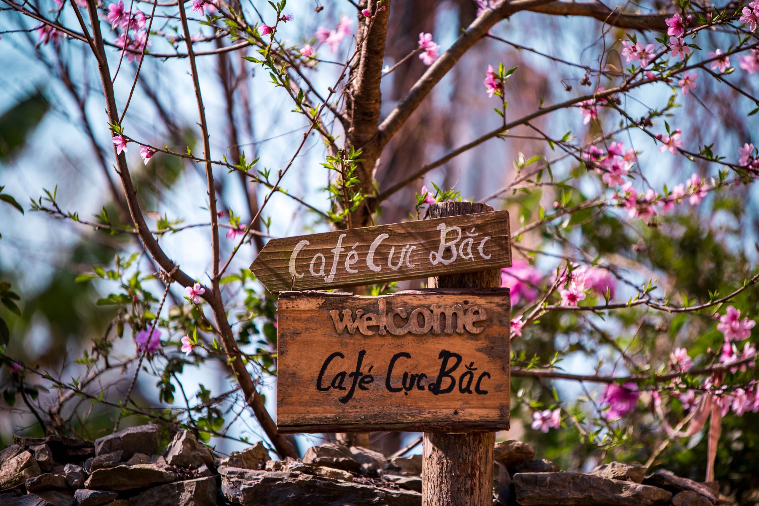 Wooden sign at Cafe Cuc Bac amidst pink blossoms in Vietnam, symbolizing spring charm.